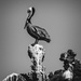 Pelican On Guano Rock B and W  by jgpittenger