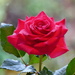 A beautiful Rose  by susiemc
