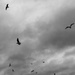 The birds by emma1231