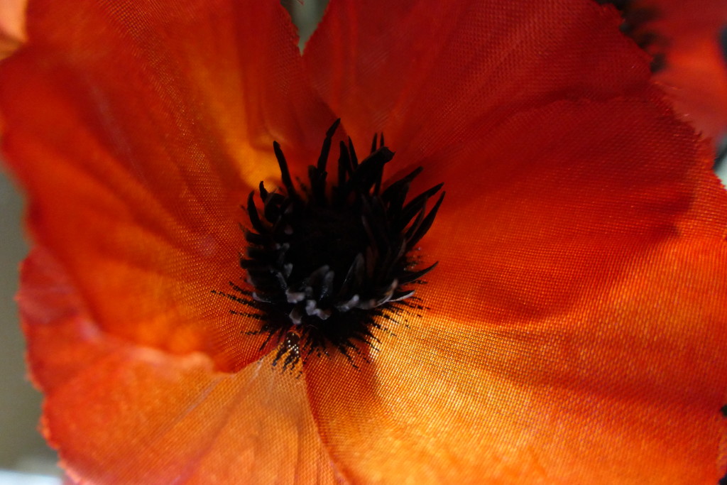 Backlit Poppy by carole_sandford