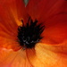 Backlit Poppy by carole_sandford