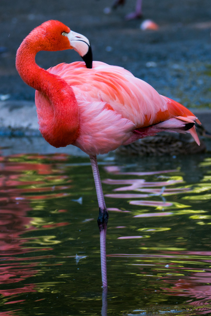 Flamingo Friday - 023 by stray_shooter