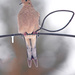 The BEAUTIFUL Dove! by fayefaye