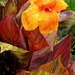 Colourful leaves of a  Canna (Tropicanna) by 777margo