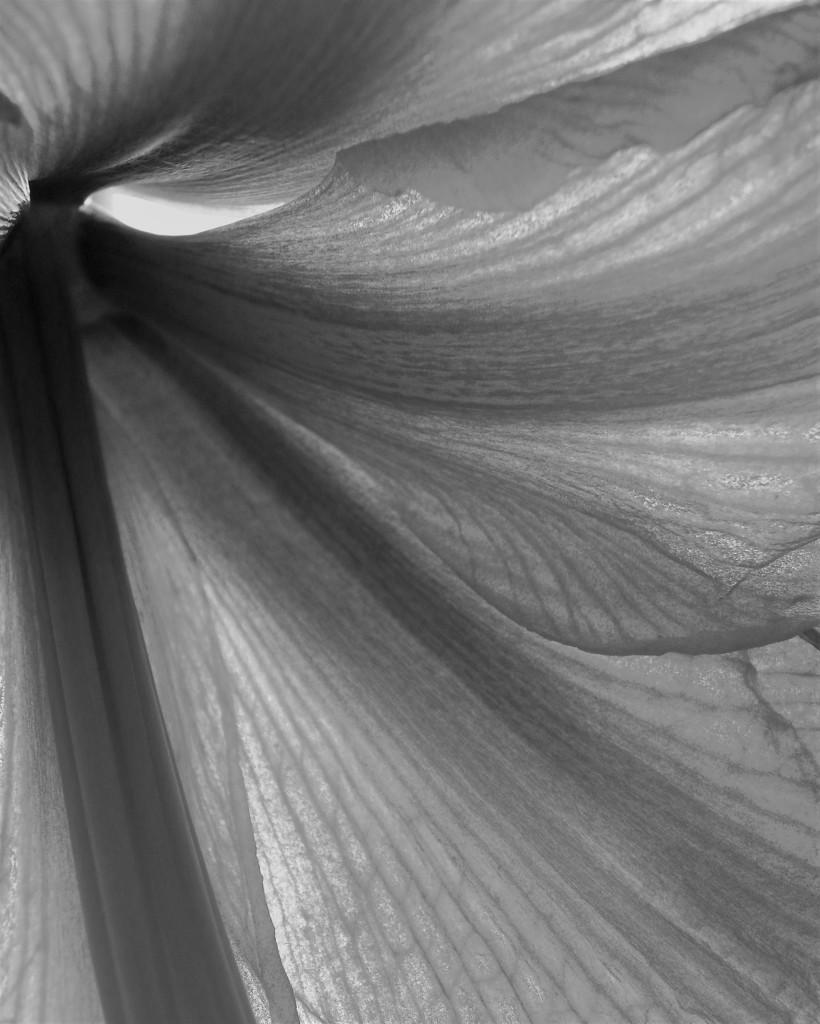 Graceful Swirl by daisymiller
