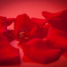 Rose Petals by cjphoto