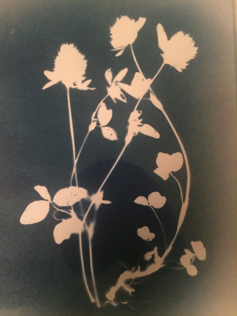 Red clover cyanotype by ingrid2101