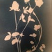 Red clover cyanotype by ingrid2101