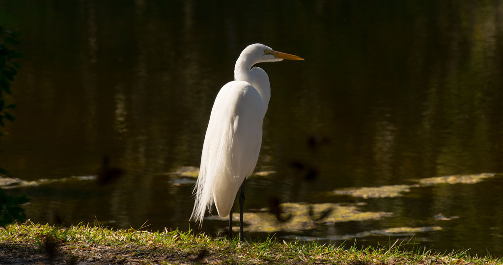Egret on the Bank! by rickster549