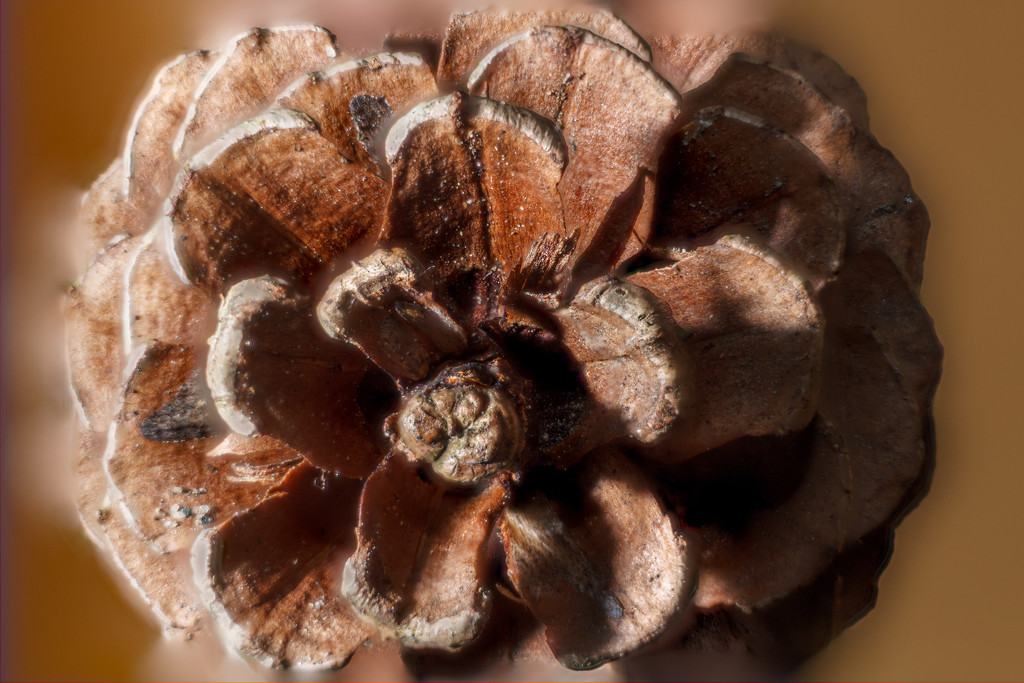 Focus Stacked Pinecone by swchappell