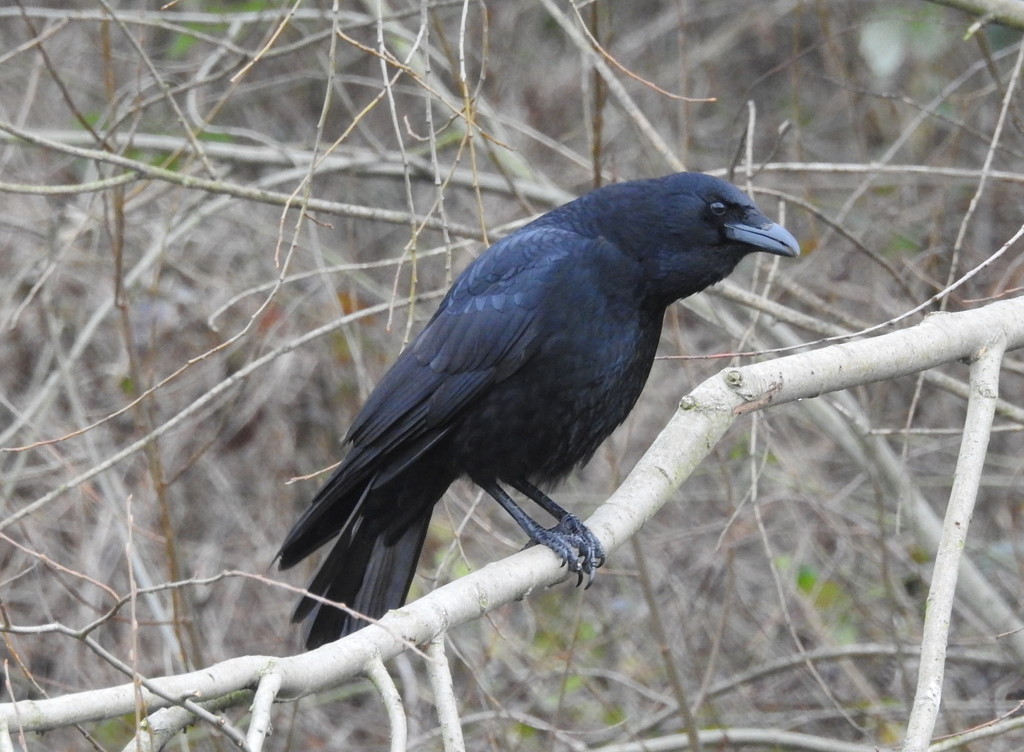 Crow by oldjosh