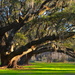 Live oaks, sunlight and shadows by congaree