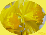4th Feb 2017 - Daffodils