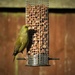 Garden Visitor - Greenfinch by phil_sandford