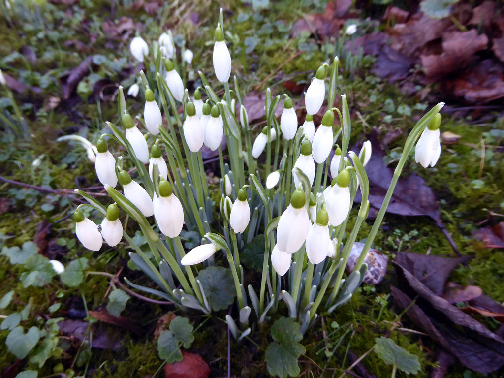 Snowdrops by cmp