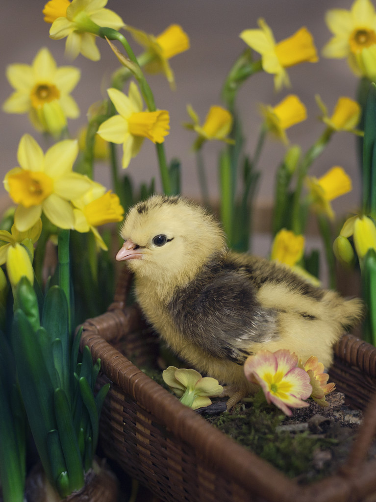 Day 35 - Spring Chick by lily