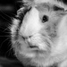 Merry the guinea pig model by novab