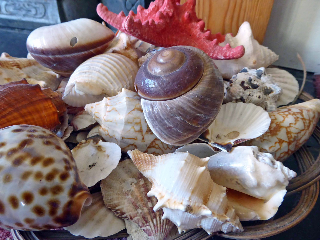 Seashells by cmp