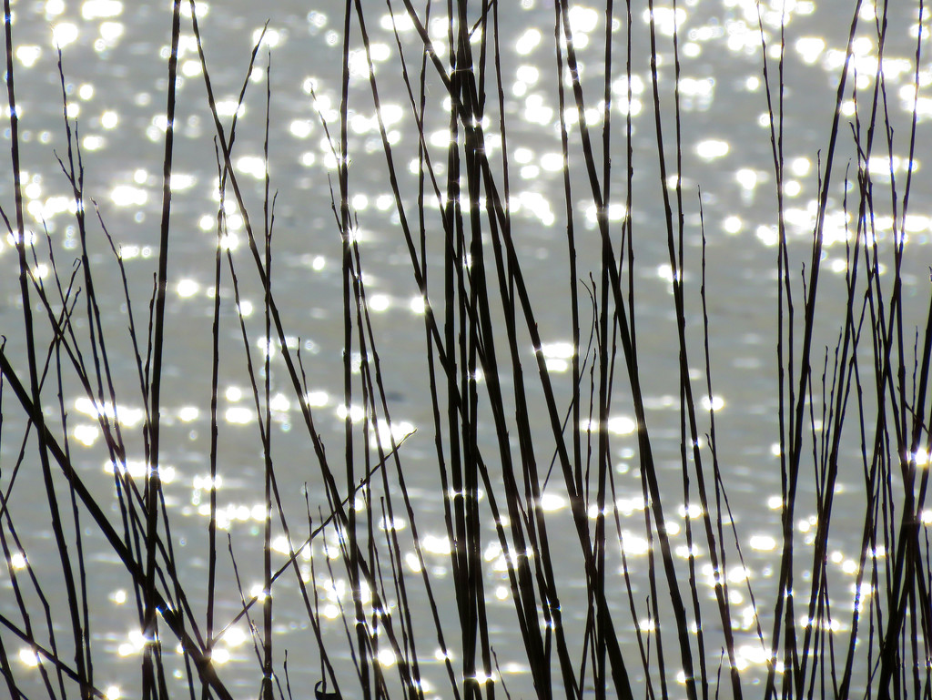 Reeds and Water by seattlite
