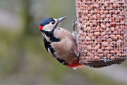 4th Feb 2017 - GREAT SPOTTED WOODPECKER