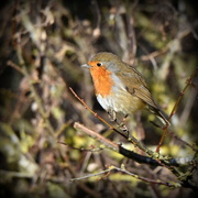 4th Feb 2017 - A Wood Lane friendly robin