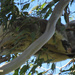 planking by koalagardens