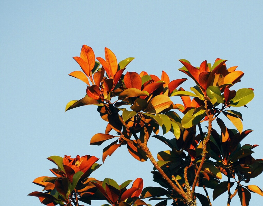 Early morning sun catching Magnolia leaves by Dawn