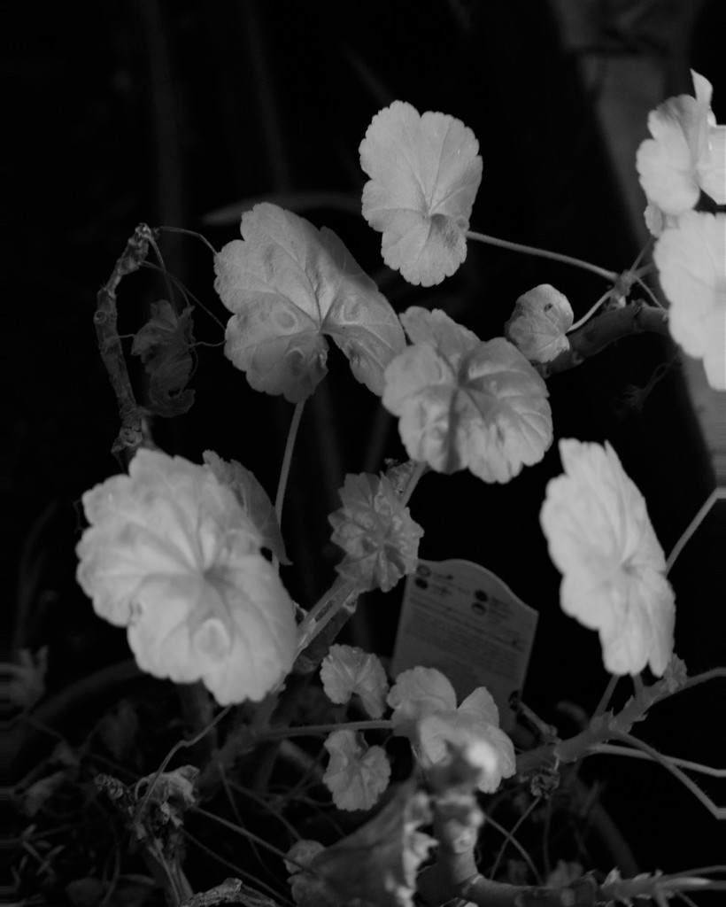 Geranium Leaves by daisymiller