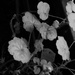 Geranium Leaves by daisymiller