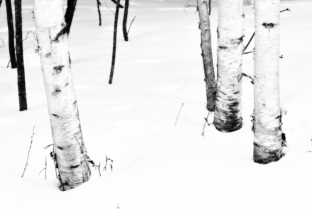 Birch Trees by farmreporter
