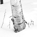 Birch Tree by farmreporter