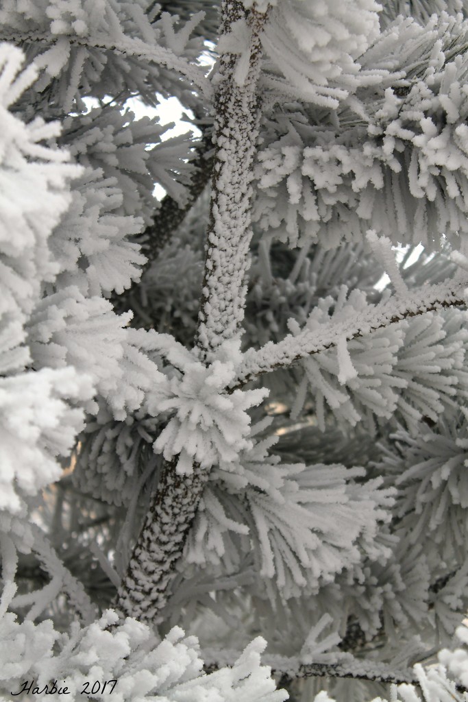 Ponderosa Pine Branches by harbie