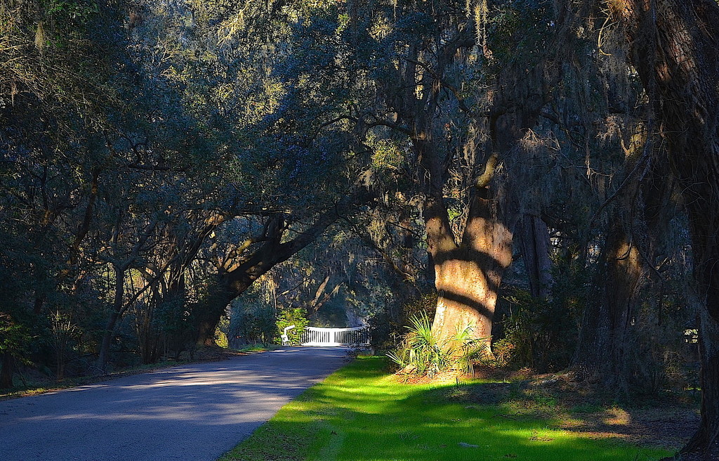 Live oak and late afternoon sunlight by congaree
