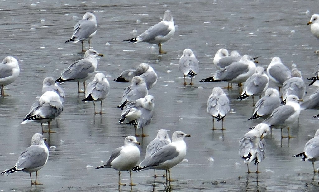 gulls on ice by lynnz