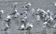 1st Feb 2017 - gulls on ice