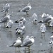 gulls on ice by lynnz