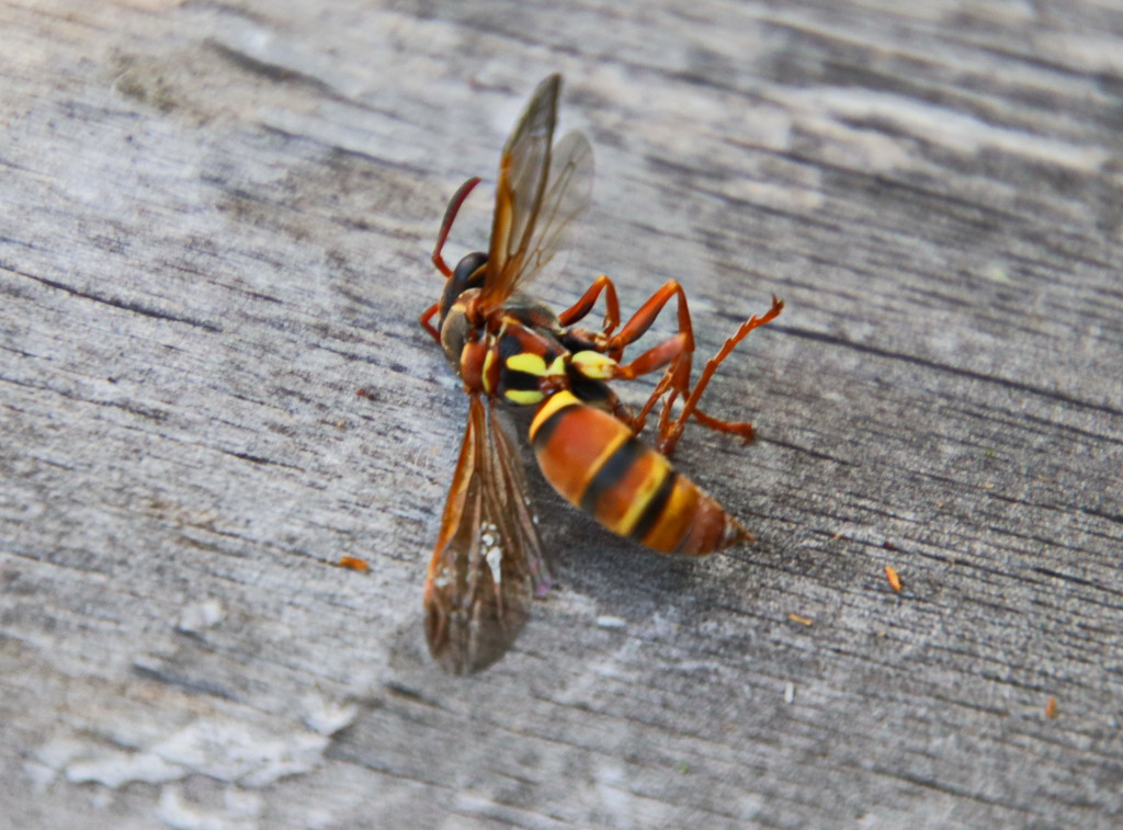 Paper Wasp Sleeping by terryliv