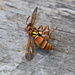 Paper Wasp Sleeping by terryliv