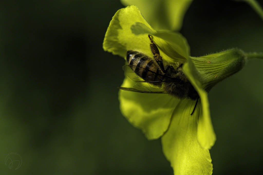 Spring Bee by evalieutionspics