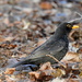  Blackbird by oldjosh