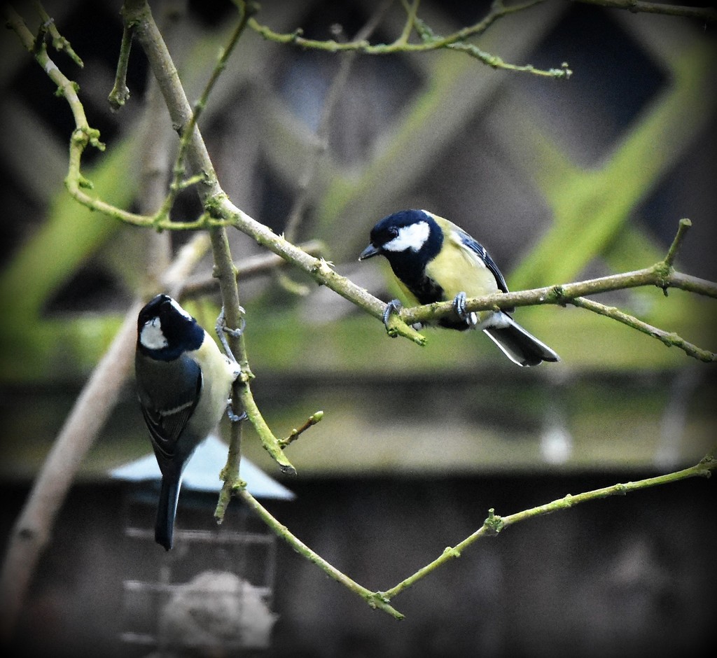 Courting couple by rosiekind