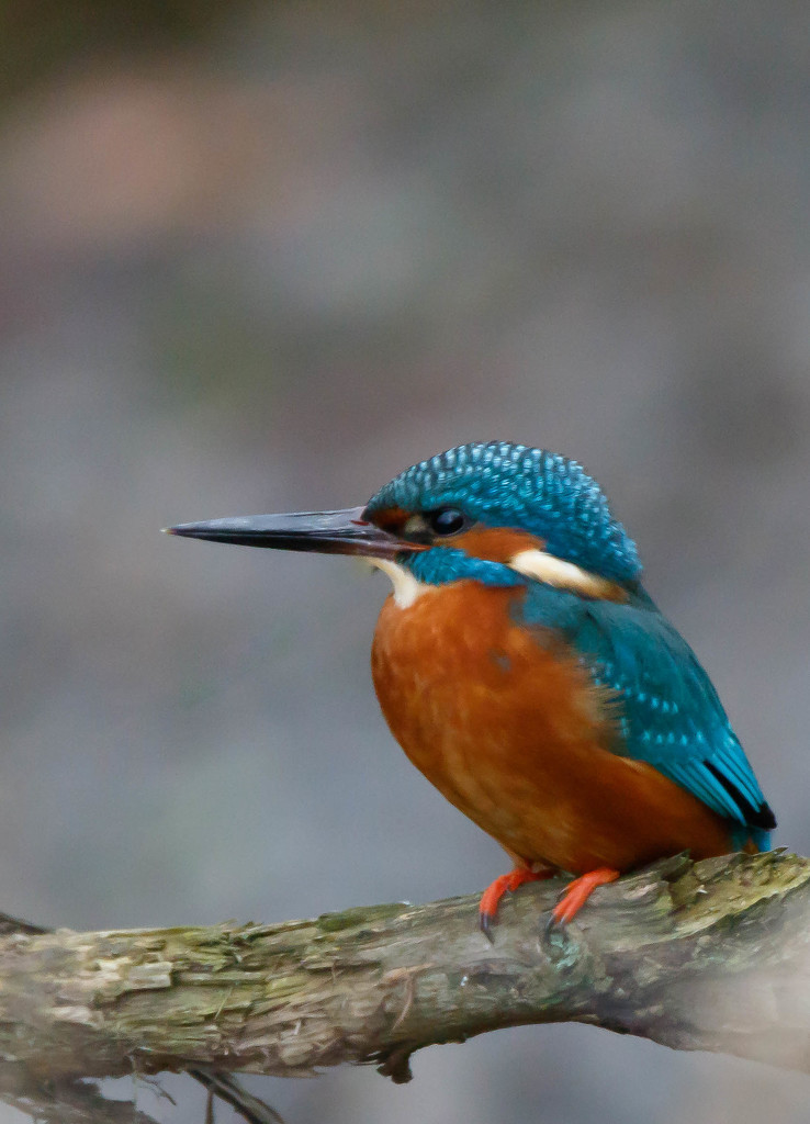 Male Kingfisher early on the bank by padlock
