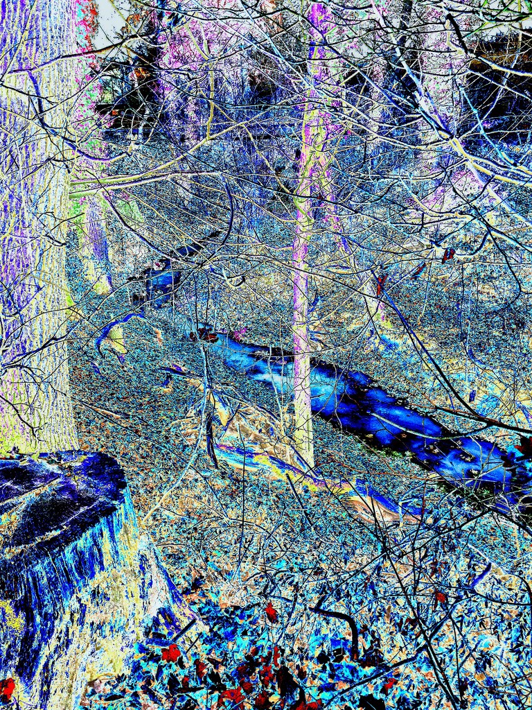 Woods in technicolor.  by cocobella
