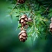 Baby Pine Cones by carole_sandford