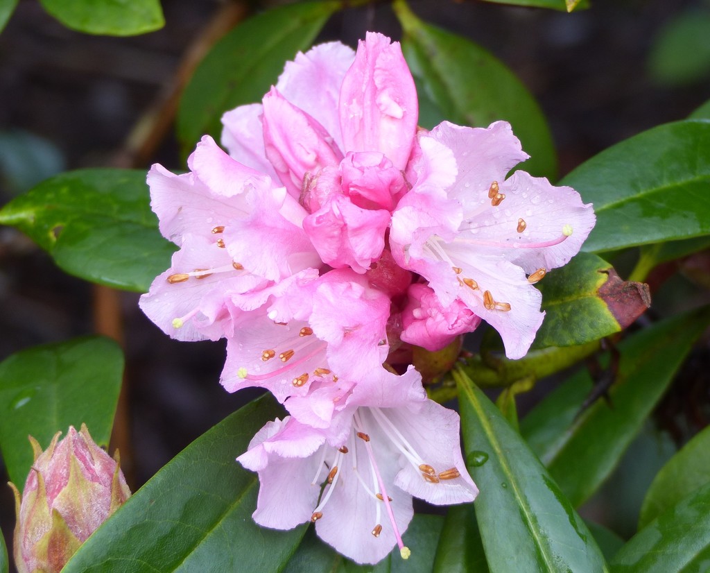 The Early Rhododendron by susiemc