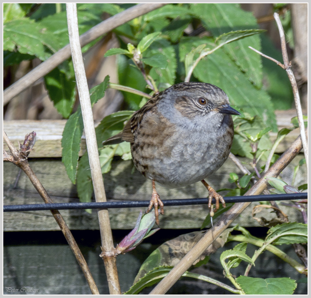 Dunnock 4 by pcoulson
