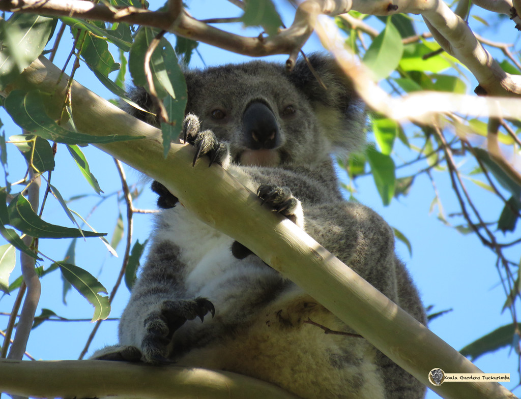 lotsa thumbs by koalagardens