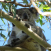lotsa thumbs by koalagardens