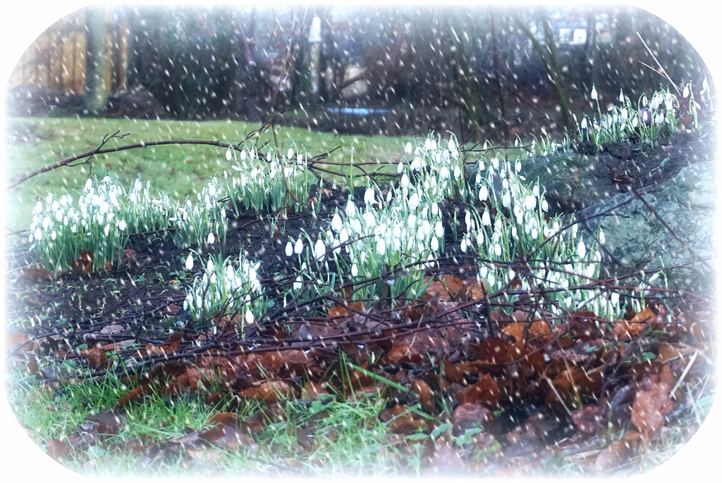 snowdrops, twigs and snow effect by sarah19