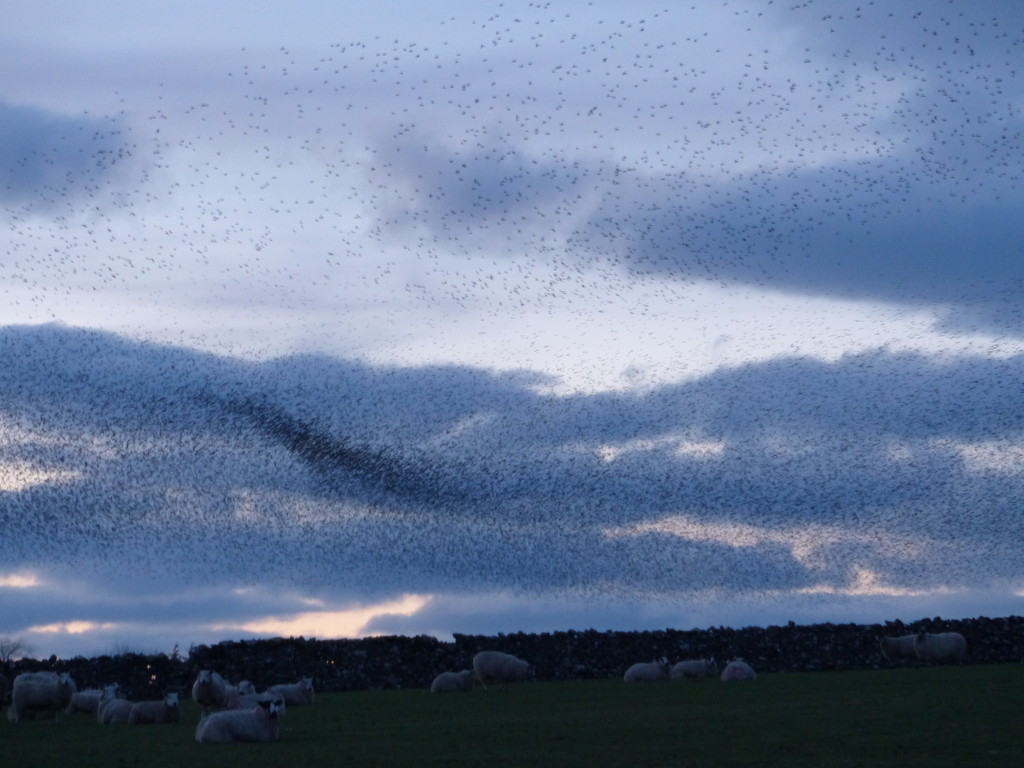 Murmurating starlings by shirleybankfarm